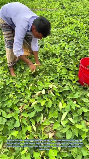 🥒 قطف الكوسا الصغيرة من الكرمة: كيف تحصد الثمار النضرة بضربة دقيقة