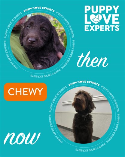 Join us at Dogtopia Burlington for Puppy Day! Celebrate your beloved canines with fun activities and treats. 🐶❤️ Bring your furry companions and enjoy a day filled with joy and wagging tails. Did you know: every Dog/Puppy has their very own unique nose print just like human fingerprints ! Enjoy a few of our daycare Dogs #glowups #PuppyDay #Dogtopia #PuppyLove #FurryFriends #DogLife #PetCelebration #CanineFun #PetOwners #WaggingTails