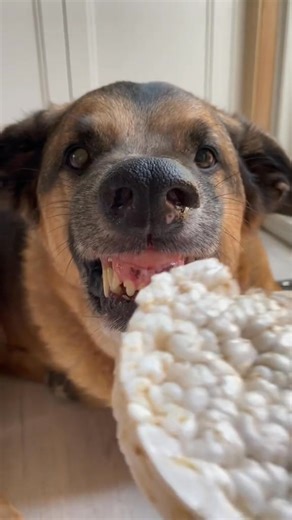 23K views · 1.5K reactions | The gentle beast strikes again! | Django Smiles & Friends | Facebook