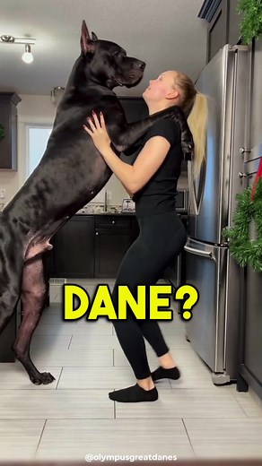All About Great Dane - Characteristics, Care, and More