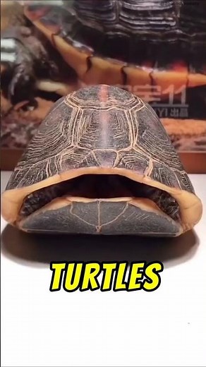 Can Turtles Leave Their Shells? 🐢