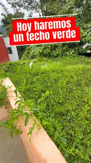 Materiales y Recubrimientos on Instagram: "Aquí te enseñamos cómo hacer un verdadero techo Verde natural para decorar tu #casa 🥰❤️ #azoteaverde #ecologico #sostenible #construccioncasas"