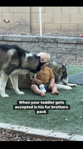 200K views · 6.2K reactions | The initiation process started almost two years ago and then about 5 months ago they officially accepted baby Reece into their pack! Logan of course has been a member for a few years! Lol #baby #toddlermom #momlife #parenting #motherhood #parenthood #toddler #toddlerlife #boymom | Julie Anne Boyer | Facebook
