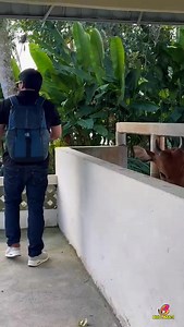 28K views · 485 reactions | Team D Cattle Visiting International Cattle Farm – Bali Global Experience | Local ExcellenceExploring international cattle farming techniques to bring innovation back to Pakistan!#TeamDCattle #BaliVisit #InternationalExposure #CattleInnovation #PakistaniFarmersAbroad#bullbastikarachi #dcattle | D Cattle Farm | Facebook