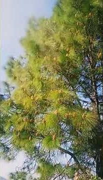 Sulphur Shower Pollen Dispersal in Pinus | Gymnosperm | Botany |