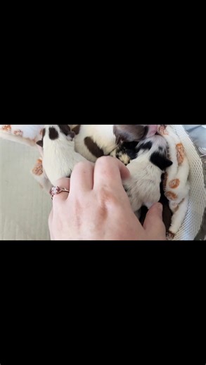 My sweet addictions 🥰 | Chi.Love Chihuahuas