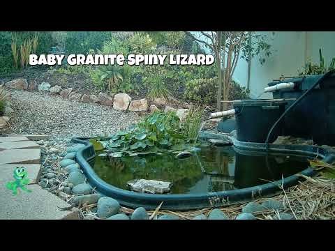 Baby Granite Spiny Lizard at the pond.