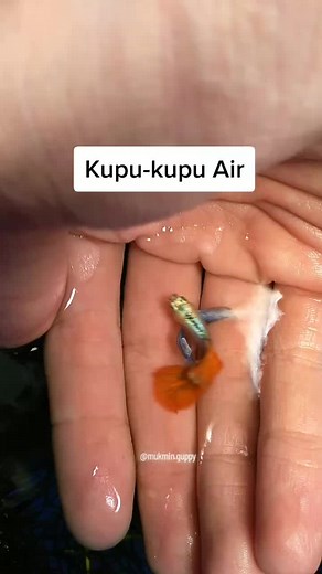 Exploring the Graceful World of Guppy Butterfly Fish