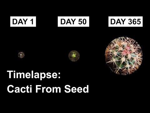 Growing Cacti From Seed - 1 Year Timelapse