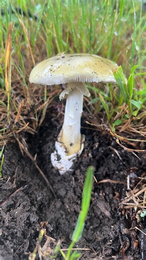 Amanita phalloides Aka The Death Cap ☠️ A cool looking amanita but one you’ll want to stay away from. This is the famous mushroom that was used in the beef wellington from the mushroom trials. This mushroom is POISONOUS and NOT Edible. #mushrooms #fungi #fungiofinstagram #amanita | Fungiifind