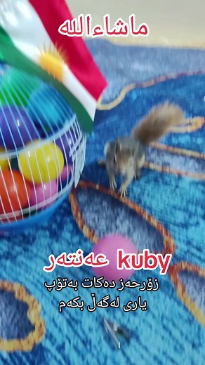 ماشاء اللهkuby🐿️زۆرحەزدەکات بە تۆپ یاری ڵەگەڵ بکەم 🐿️🥰🌹#funnyanimal #کوردستان🇹🇯️ #سيمۆرە #active #funy #هەولێر_سلێمانی_دەهۆک_ڕانیه_کەرکوک #هەورەمان #پێنجوێن #کەلار #کەلار #ئاکرێ #هەڵەبجە #اجمل_فيديوهات_على_تيك_توك #سنجاب #ماشاءالله