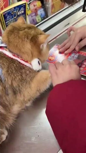 The Lucky Scratch of a Curious Cat