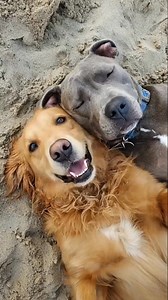 324K views · 10K reactions | Tell us…how do your dogs make everything better ?❤️‍啕懶❤️‍啕#chuckandbarry #dogsoftiktokviral #goldenretriever #staffy | dog podcast | Facebook