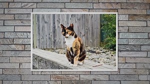 These Are 9 Awesome Things About Calico Cats