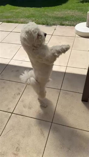 Dancing King Rio: Hilarious Maltese Dog Moves