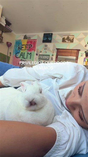 Mi paz y mi privilegio ✨#animales #fyppppppppppppppppppppppp #rabbit #antenita