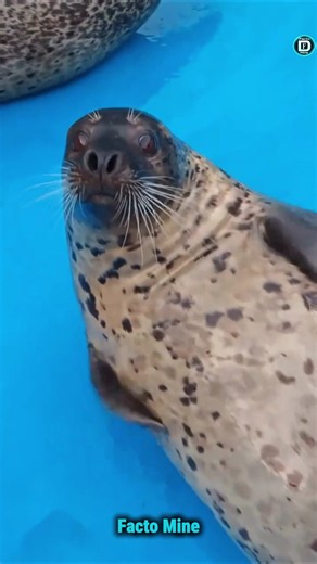 😳 Why Seals Slap Themselves 🦭❓#facts #shorts #seals