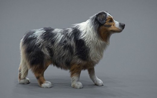 【中字】Maya利用Xgen插件制作真实的一身狗毛