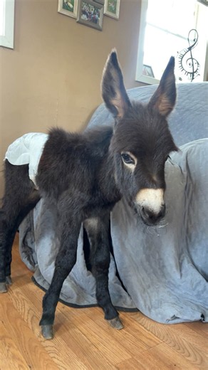 Cedartown police officer defends shooting of miniature donkey HeeHaw - Pet Rescue Report