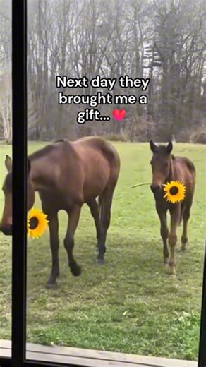 @yamatosenseii on Instagram: "The Gift of the Summer Meadow The Alaskan wilderness had shed its white winter coat, revealing a vibrant world of green. The air was warm, and the sun hung high, refusing to set. Yamato, a native man who knew every river and ridge of this land, walked through a hidden valley. It was not a land of ice today, but a paradise of blooming wildflowers—purple fireweed, blue forget-me-nots, and yellow poppies swaying in the breeze. As Yamato pushed through the tall grass, h