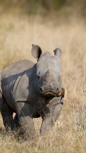 Singita on Instagram: "Askari wa kifaru 🦏 Swahili for "The Rhino's Guard", the relationship between an oxpecker and a rhino can sometimes be a little more pesky than symbiotic. Clip by Field Guide @matt_durell 🎥 #OurSingita"