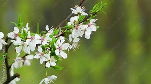 Blooming cherry. Prunus Cerasus is a subgenus of Prunus, characterised by having the flowers in small corymbs of several together (not singly, nor in racemes).
