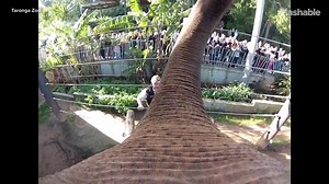 This elephant plays soccer like a pro. | Mashable