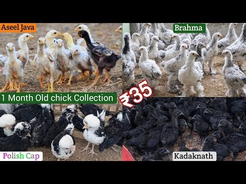 1Month Chicks For Sale! All India Home Delivery+Wholesale Rate||WhatsApp +91-8921376740