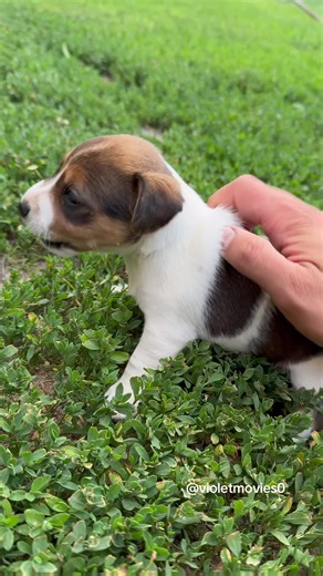 Angry Puppy Compilation: Hilarious Dog Reactions