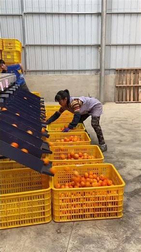 MASSIVE SCALE! How Thousands of Oranges Get SORTED Automatically 🍊