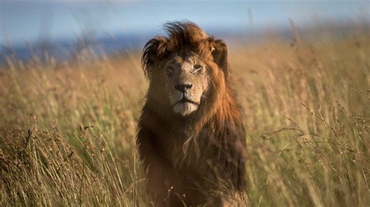 Attenborough documentary reveals rare animal behaviors: ‘Only nature could write this script’