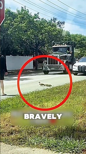 He Stopped Traffic to Save a Duck Family 🦆❤️ #duck