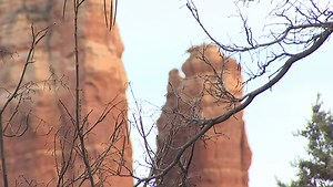 Rabid Bobcat attacks 4 people near resort in Arizona