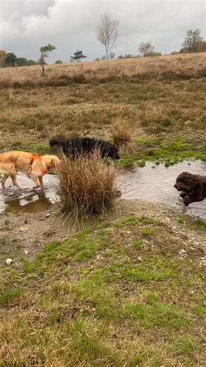 Splish splash splosh 💦 🐕 🙈 | Woofs n Wags