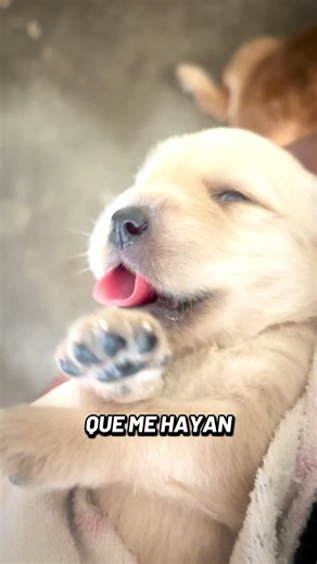 14 segundos de nacido y ya era la burla 😭🤣🐾#goldenretriever #fyp #parati #llevamecontigo