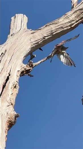 Crow Attacks a Kestrel High in the Treetops! 🐦‍⬛⚡ Watch the Sky Battle