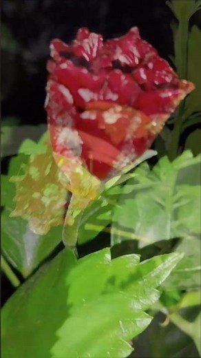 A China rose rose 🌹 life.. #flowers #nature #chinarose #love