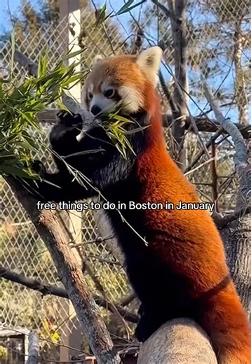Discover Free Activities in Boston This January