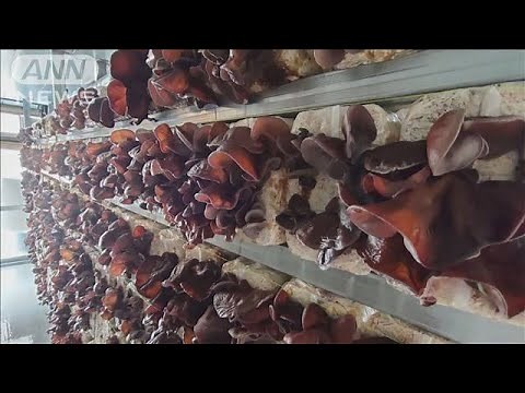 タクシー会社の倒産危機救う 「キクラゲ栽培」で空き家対策も(2025年2月15日)