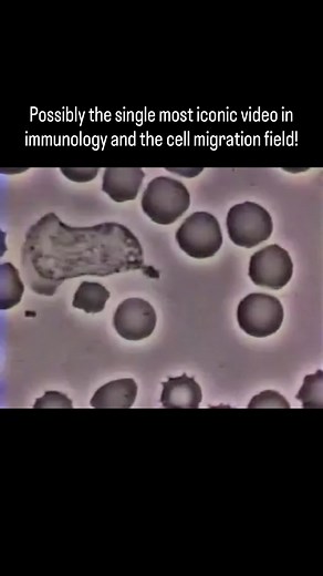 Neutrophil Chasing Bacterium: A Must-See Immunology Video