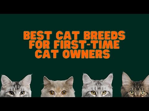 Best Cat Breeds for First-Time Cat Owners