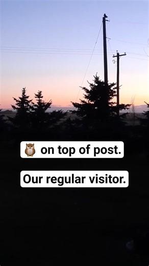 A beautiful evening 🇨🇦... Happy Thanksgiving Canada 💜, Owl 🦉 on top of the Post #sunset