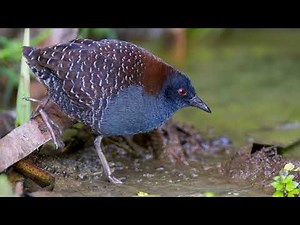 Black Rail: Hear Its Hidden Voice