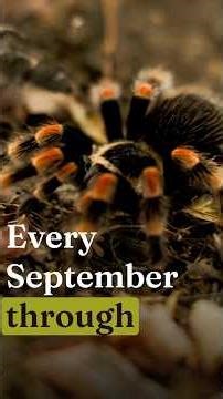 The Amazing Longevity of Spiders - Mexican Redknee Tarantula #spider #tarantula #brachypelma