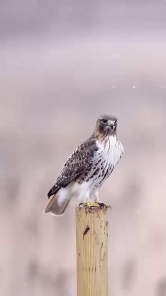 Rare Red Tailed Hawk Snow Play Stunning Wildlife Moment