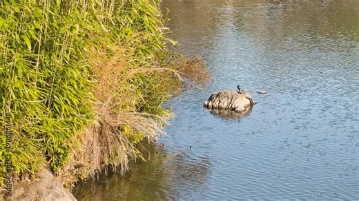 Red-Eared Slider Turtle Basking on a Rock in a Tokyo Garden Pond