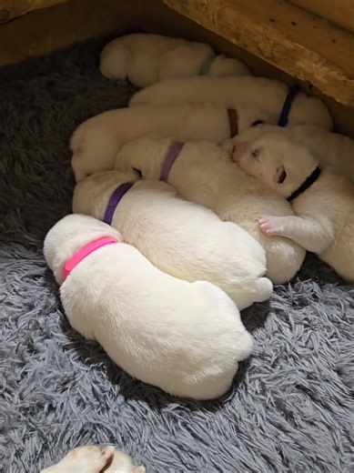 Central Asian Shepherd Alabai Puppies in Michigan