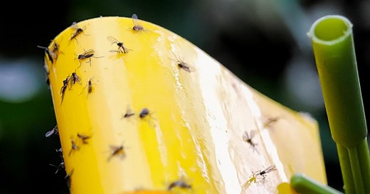 5 façons naturelles d'éliminer les moucherons à la maison