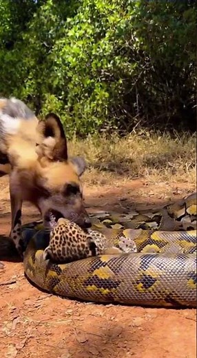 What will the discover inside the python’s belly? 🐍❓😱 #