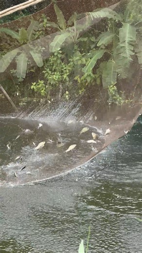 Unbelievable Lift Net Fishing in Canal | Fishing & Village Tradition